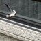Pack of 10 Plastic Bird Deterrent Spikes for Birds, Pigeon, Squirrel, Raccoon, Crow, and Cat Anti-Climb Strips to Deter Theft - Suitable for Wall, Windowsill, Railing, Fence, and Roof